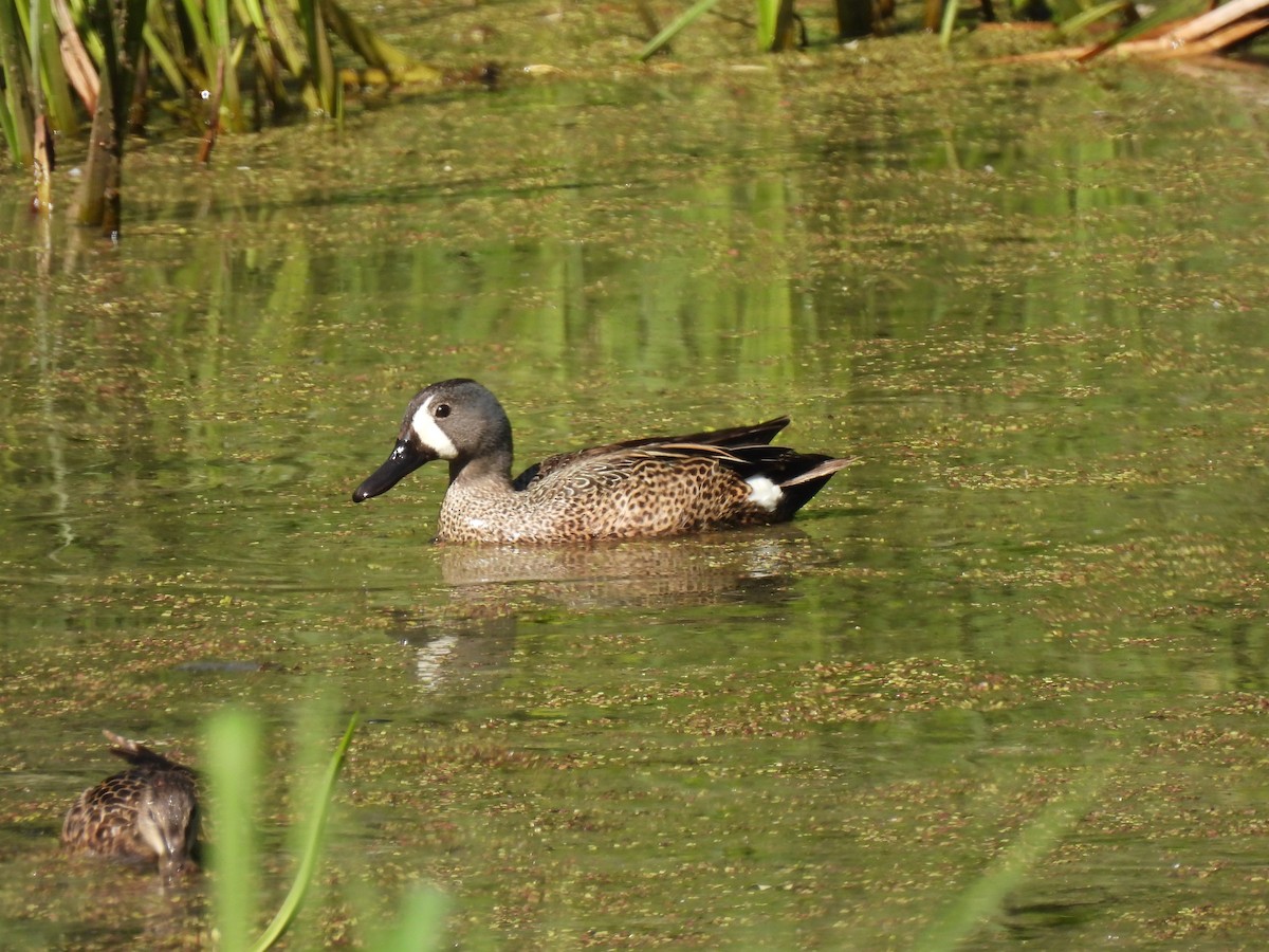 Blue-winged Teal - ML615590176