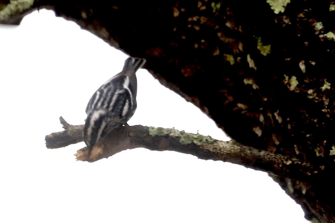 Black-and-white Warbler - ML615590207