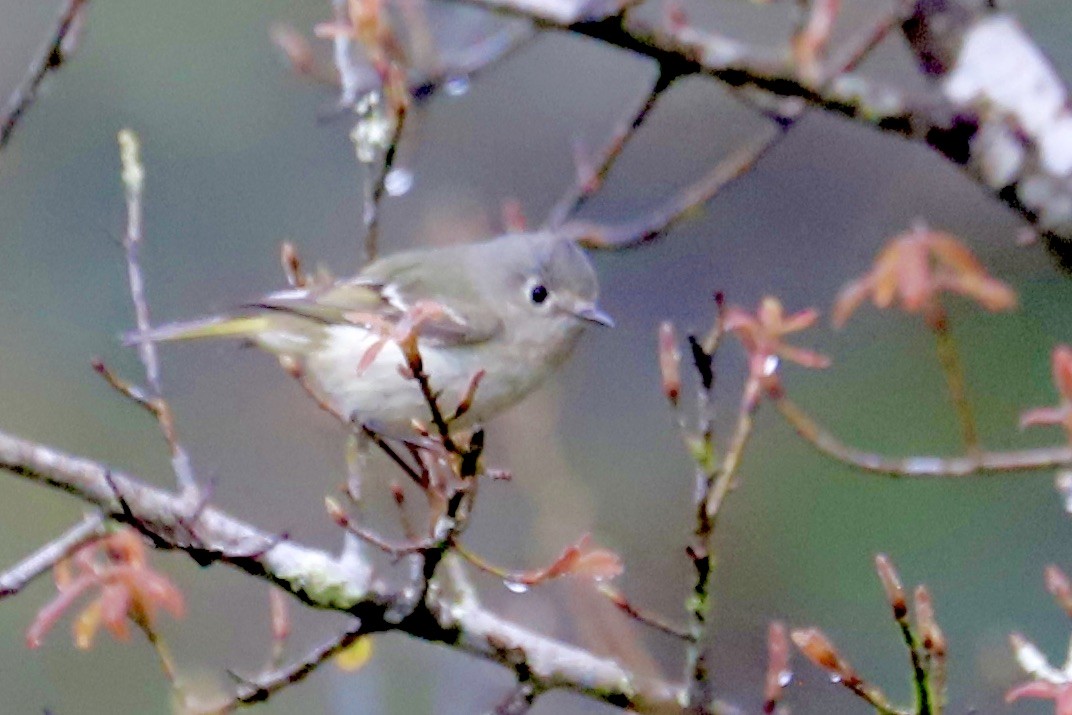 Ruby-crowned Kinglet - ML615590226