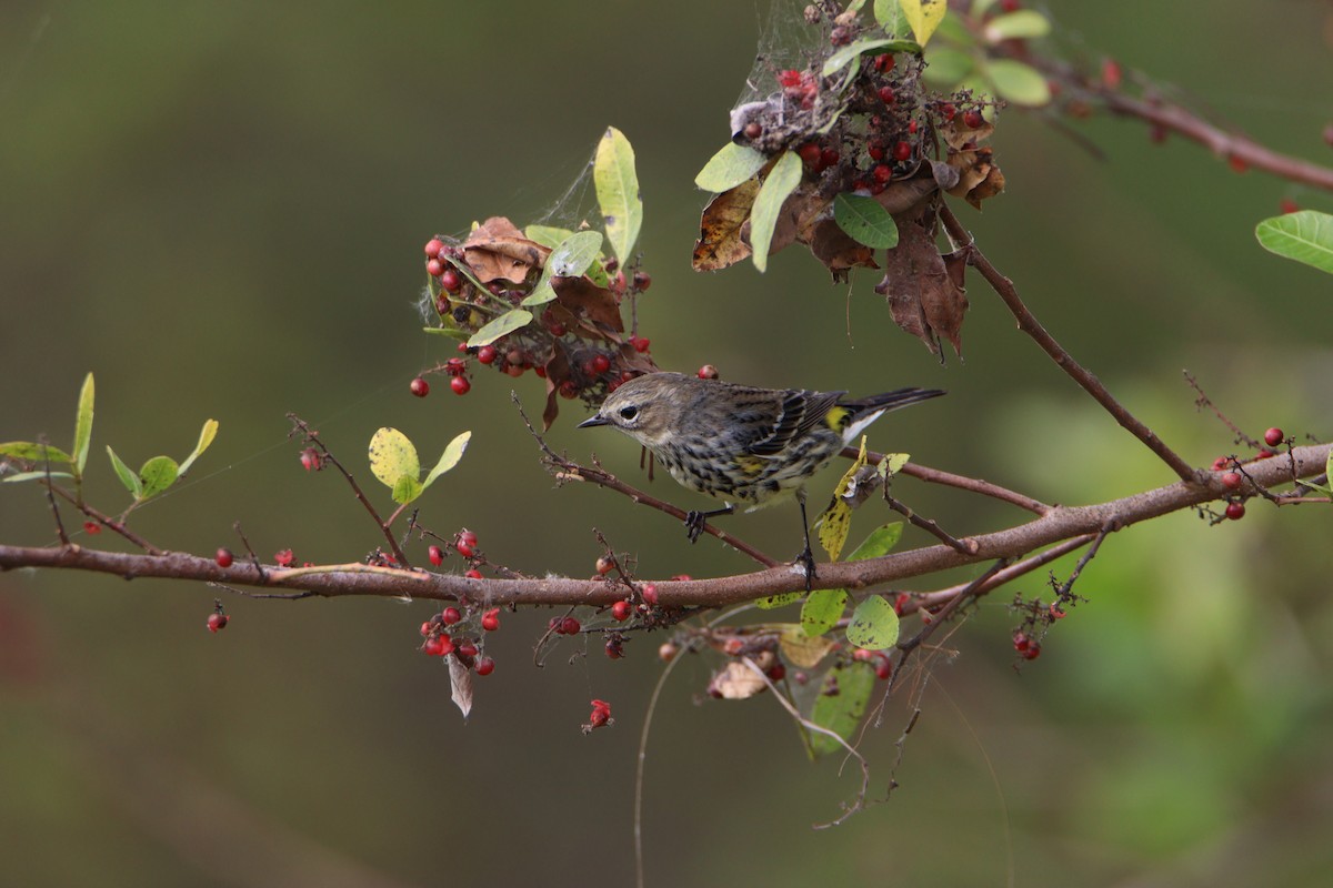 Yellow-rumped Warbler - ML615590297