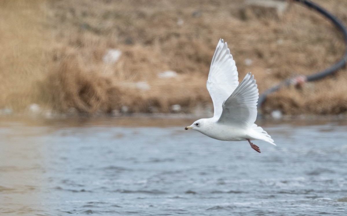 Iceland Gull (kumlieni) - Vincent Giroux