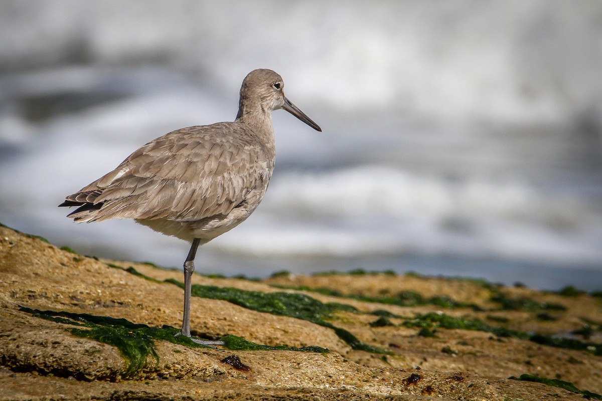 Willet - Denise Hargrove