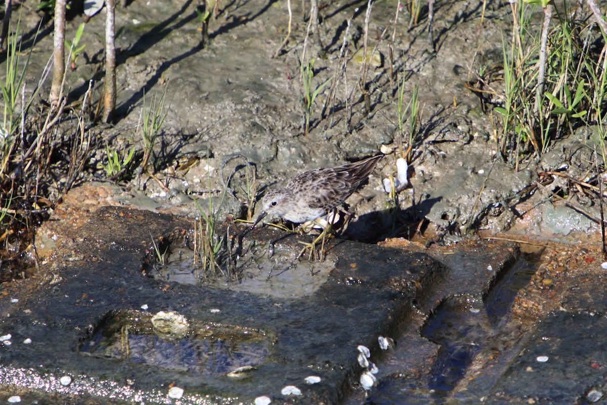 Least Sandpiper - ML615590397