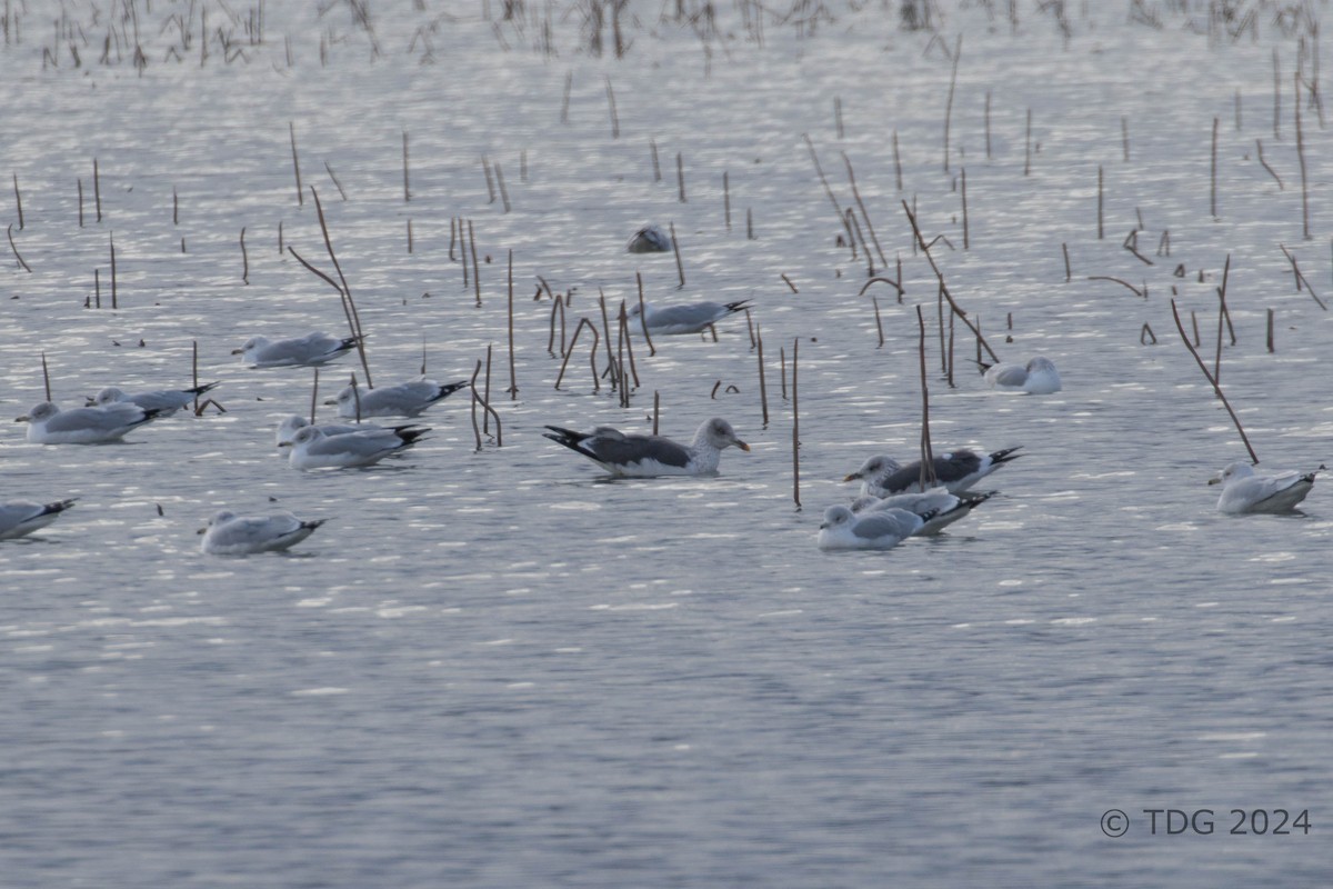 racek žlutonohý - ML615590402