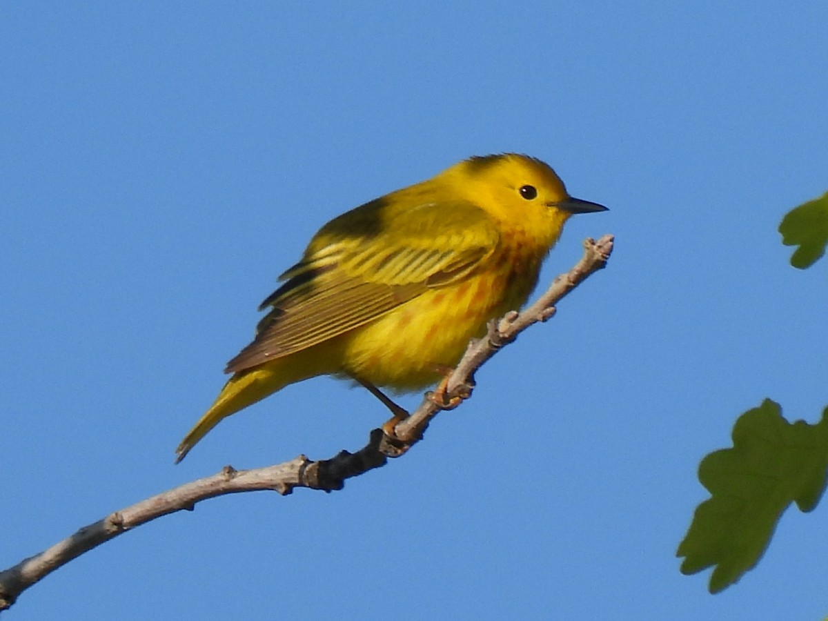 Yellow Warbler - ML615590427