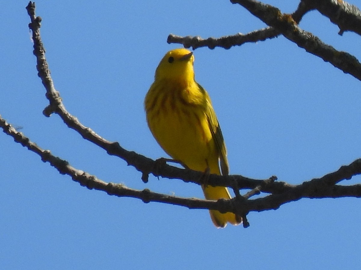 Yellow Warbler - ML615590428