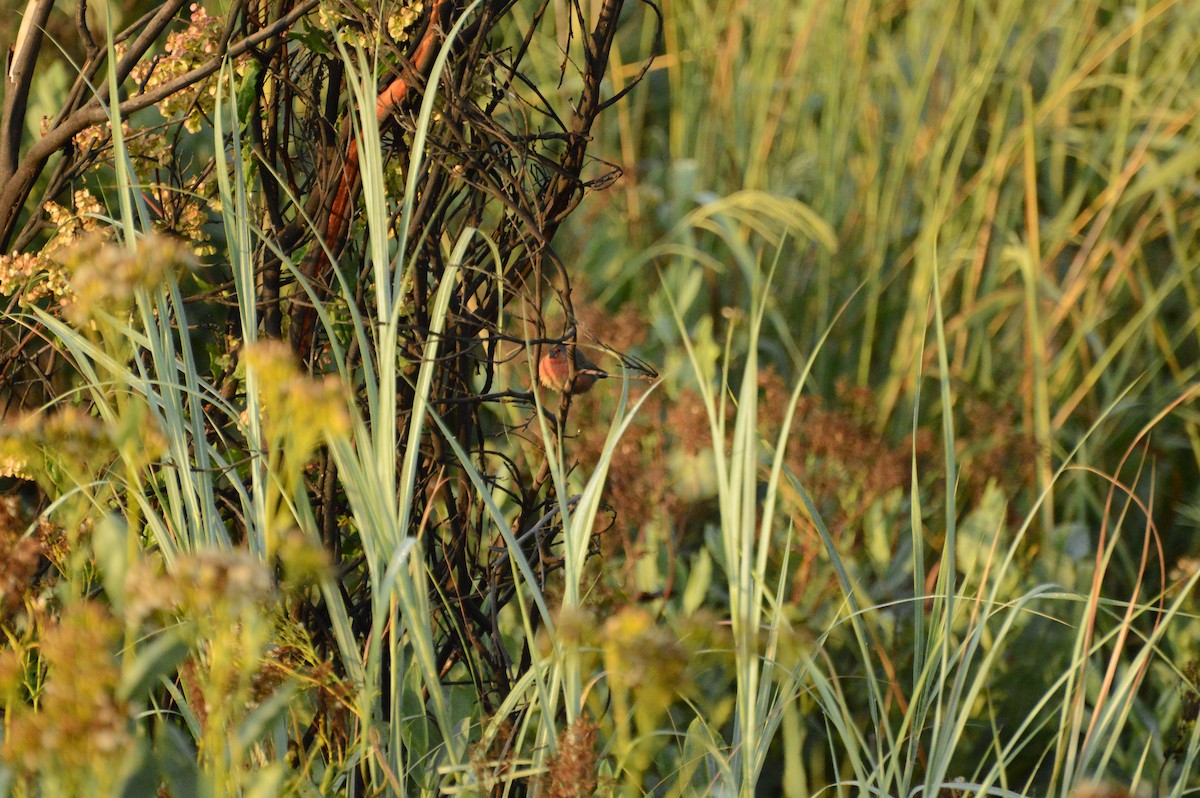 African Firefinch - Anonymous