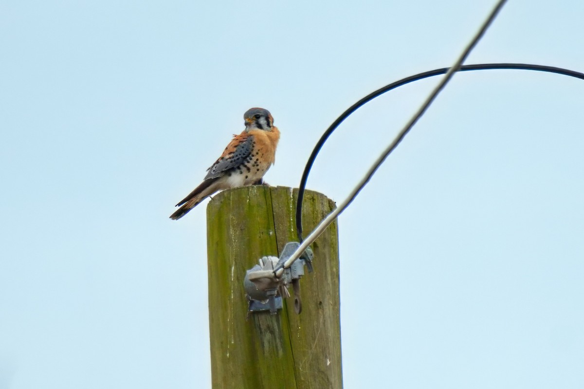 American Kestrel - Ken Faucher