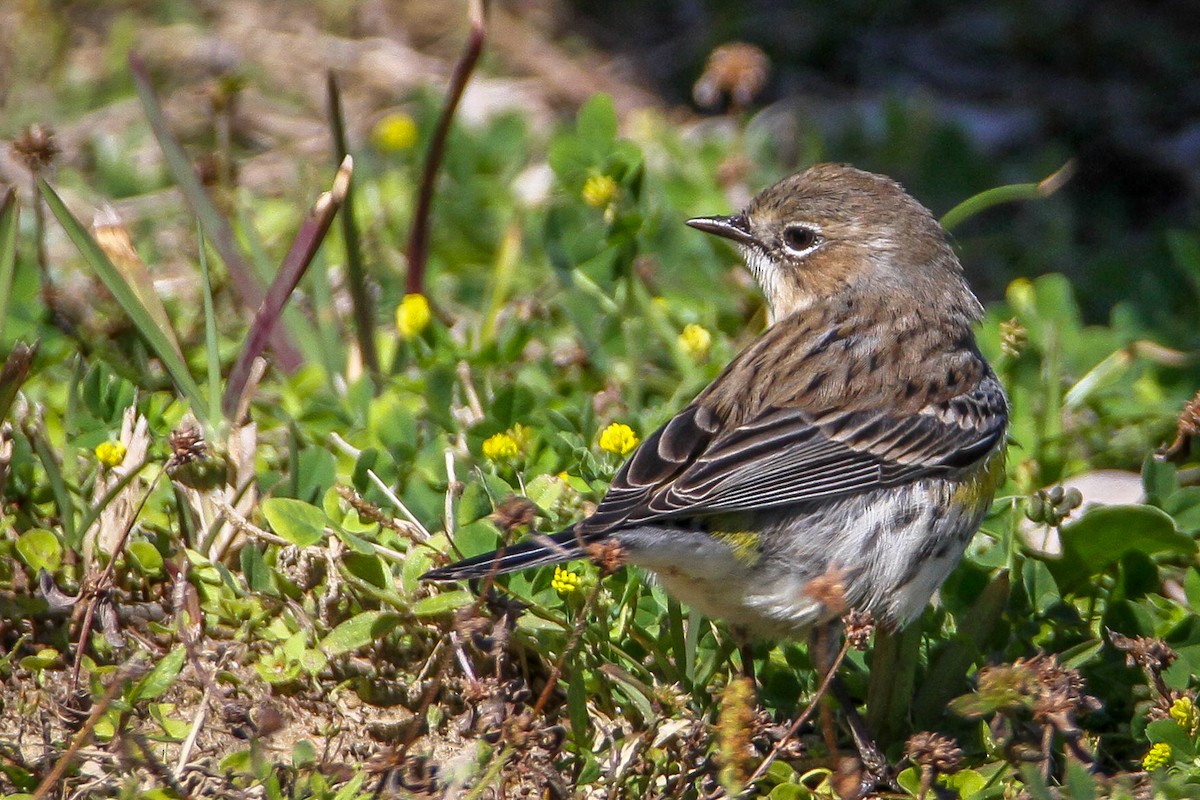 Yellow-rumped Warbler (Myrtle) - ML615590508