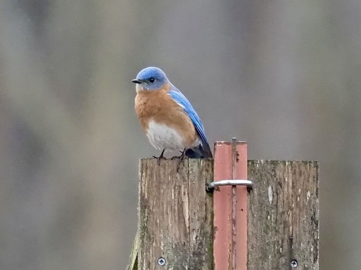 Eastern Bluebird - Sarah Preston