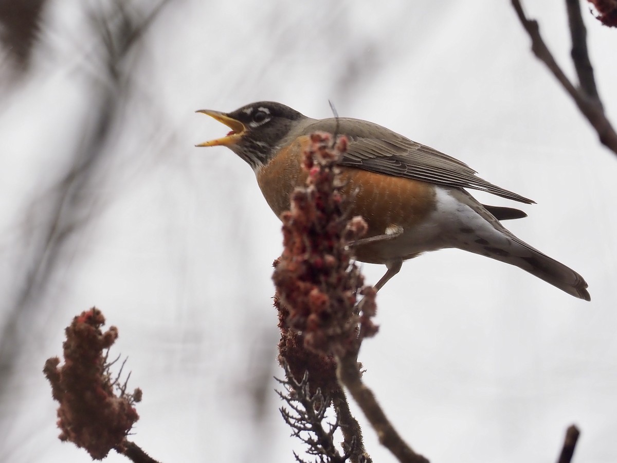 American Robin - Sarah Preston