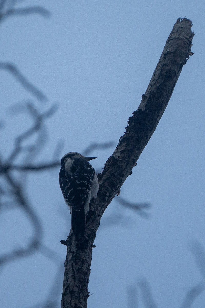 Downy Woodpecker - ML615590569