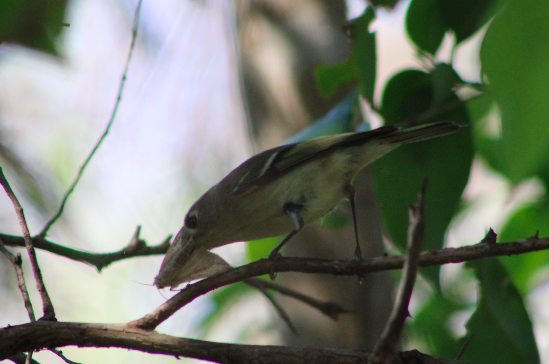 Ruby-crowned Kinglet - ML615590628