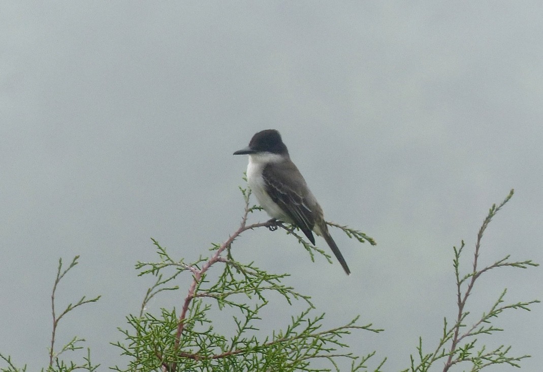 Tyran tête-police (groupe caudifasciatus) - ML615590644