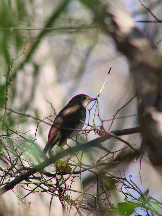 Hermit Thrush - ML615590648