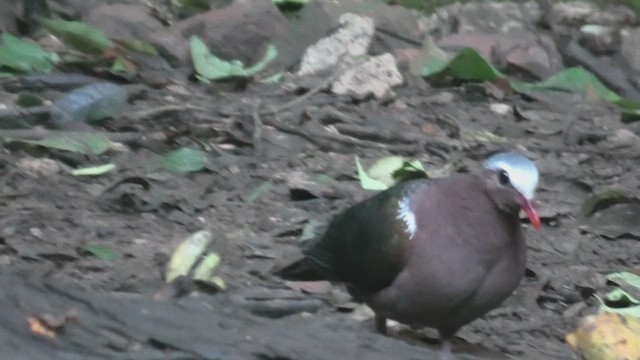 Asian Emerald Dove - ML615590666