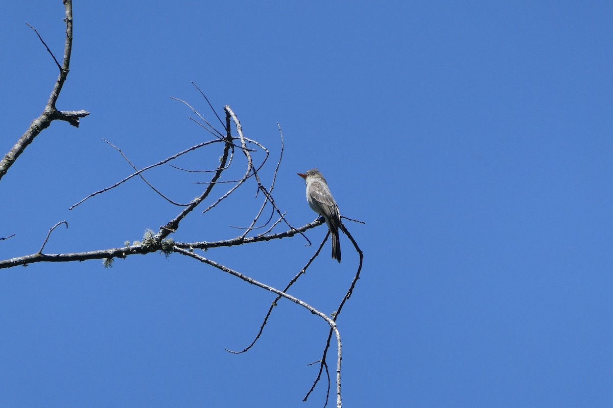 Greater Pewee - ML615590713