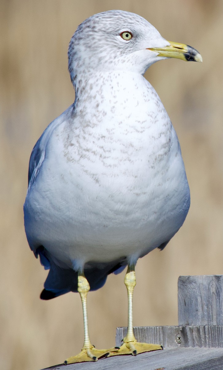 Ring-billed Gull - ML615590735