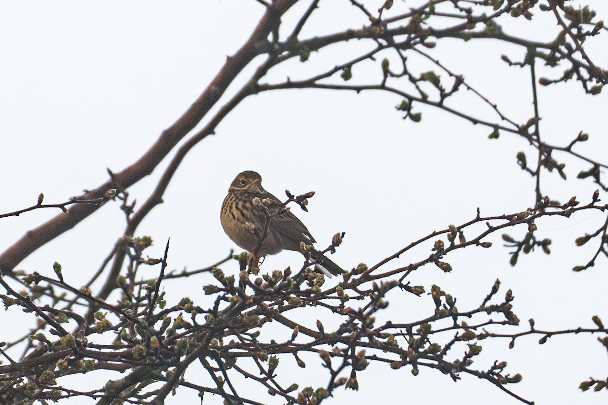 Meadow Pipit - ML615590740