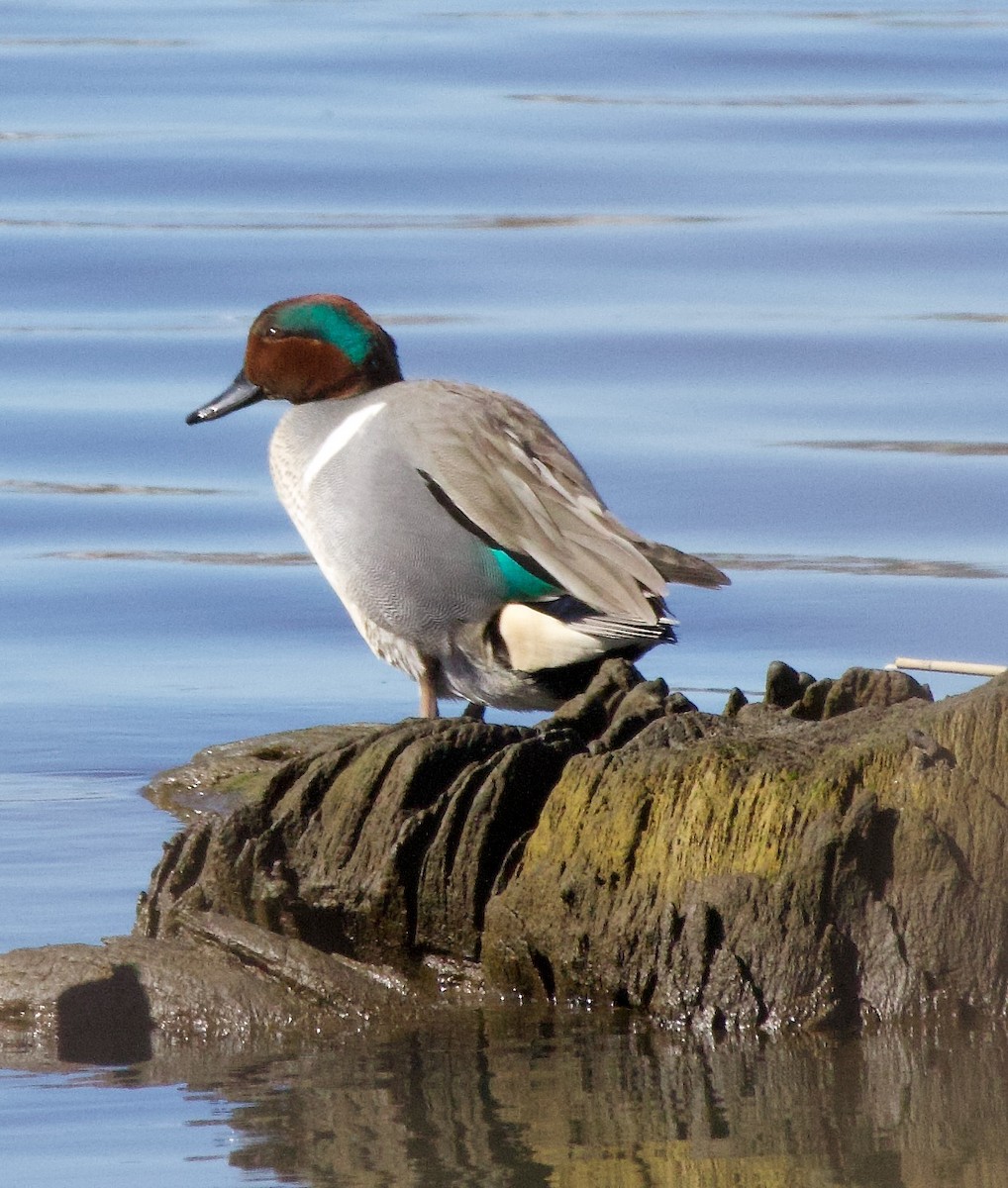 Green-winged Teal - ML615590750