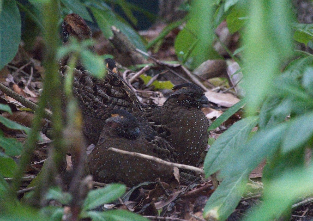 Spotted Wood-Quail - Ellen Freda