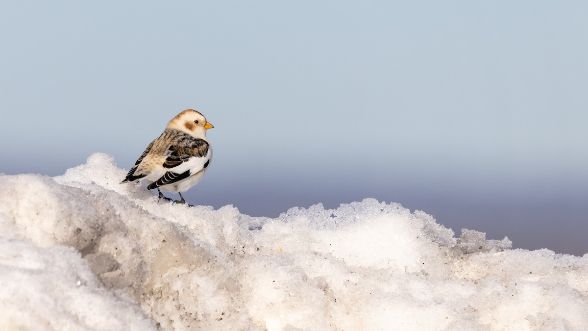 Snow Bunting - E Lampron