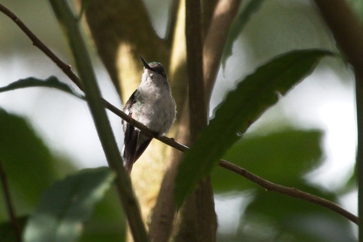 Stripe-tailed Hummingbird - ML615590797