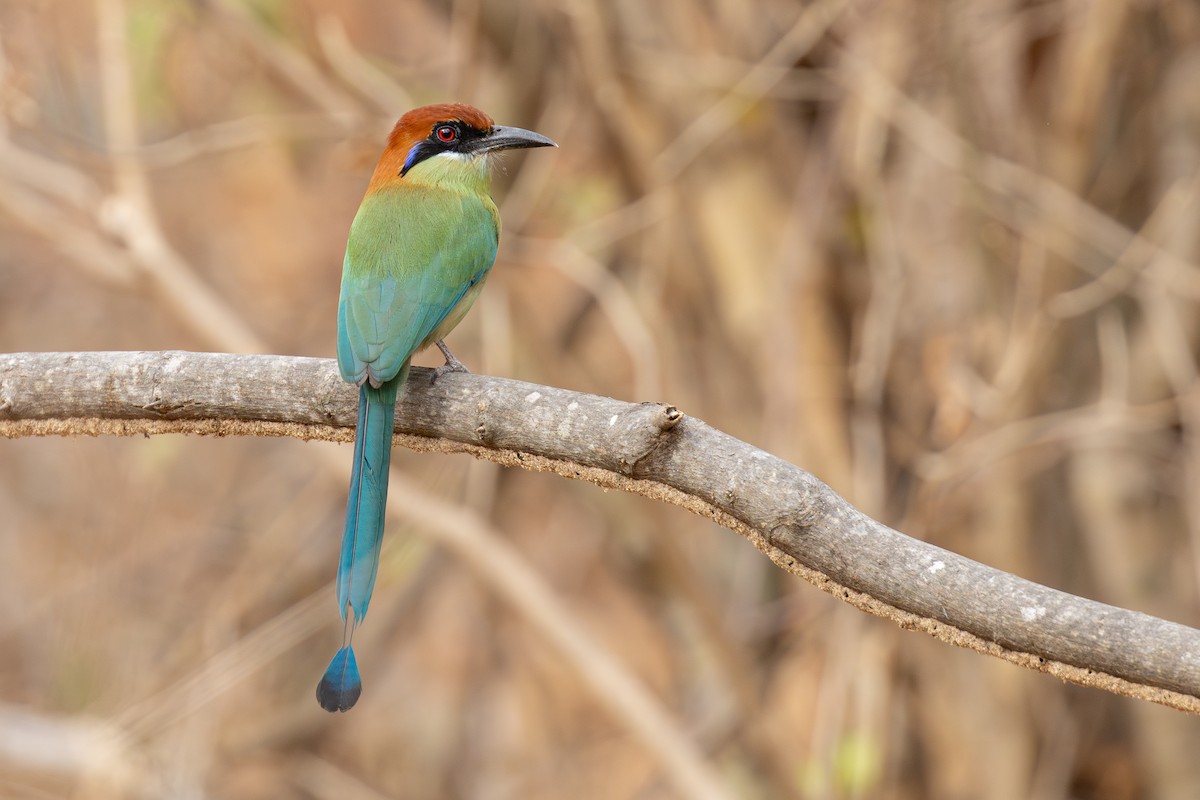 Motmot à tête rousse - ML615590815