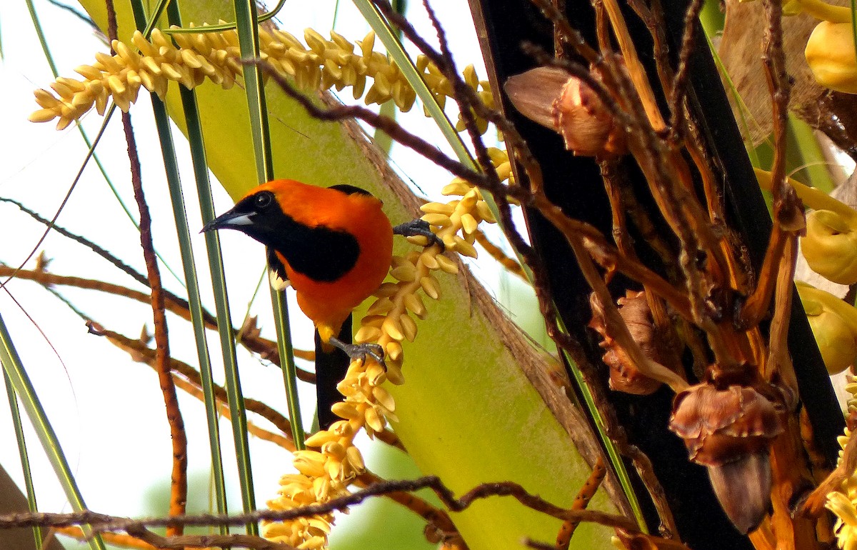 Hooded Oriole - ML615590828