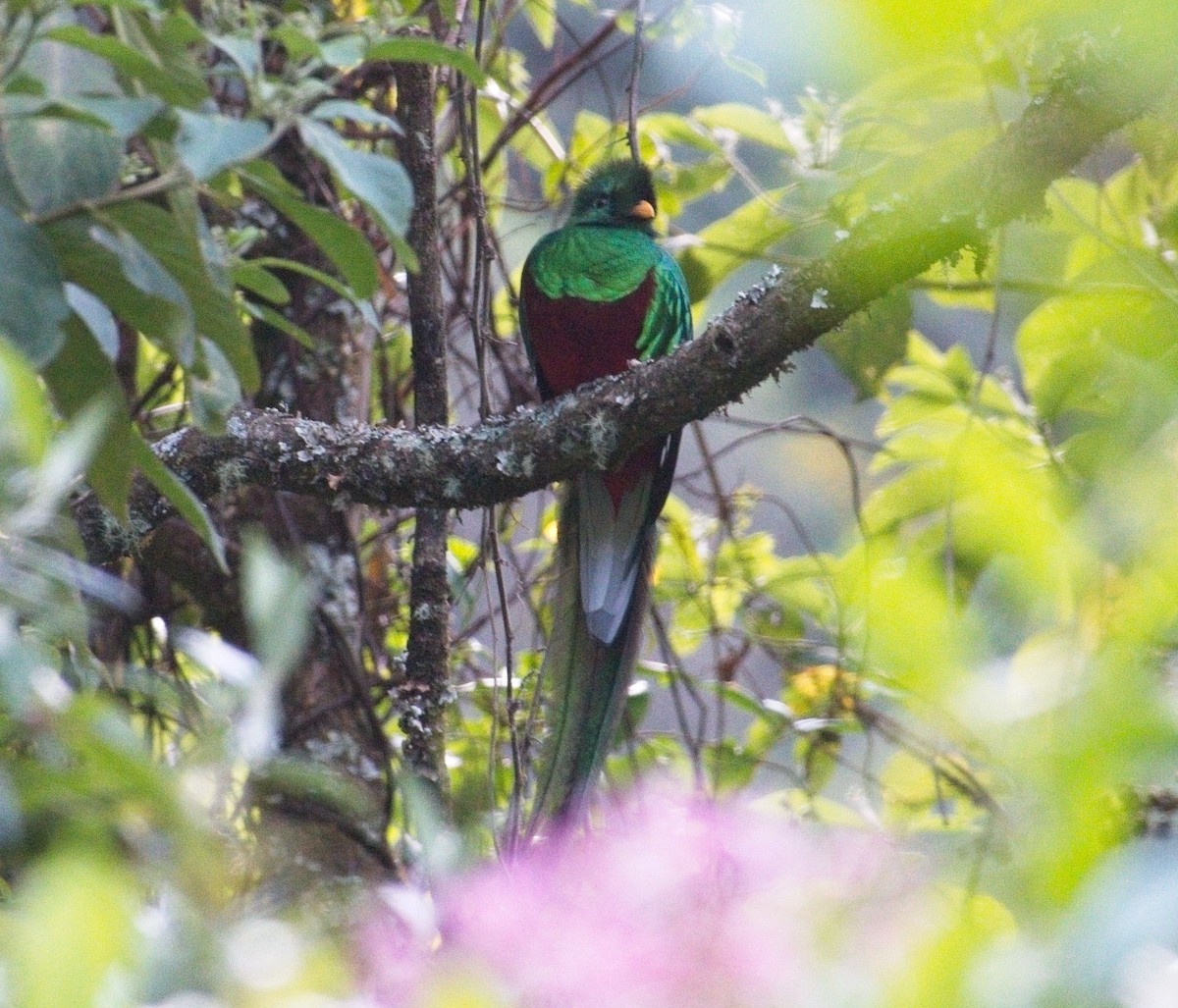 Resplendent Quetzal - ML615590839