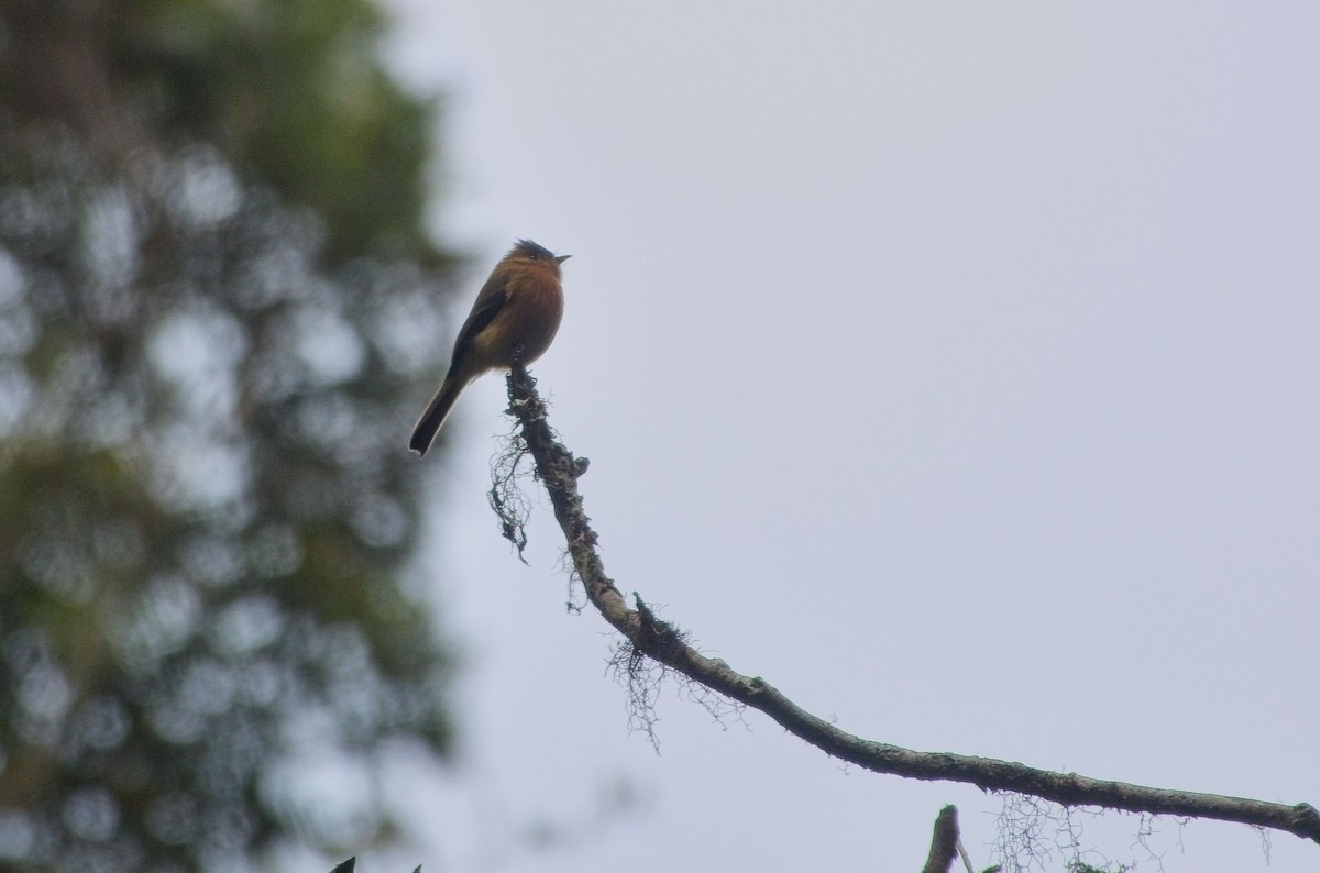 Tufted Flycatcher - ML615590851