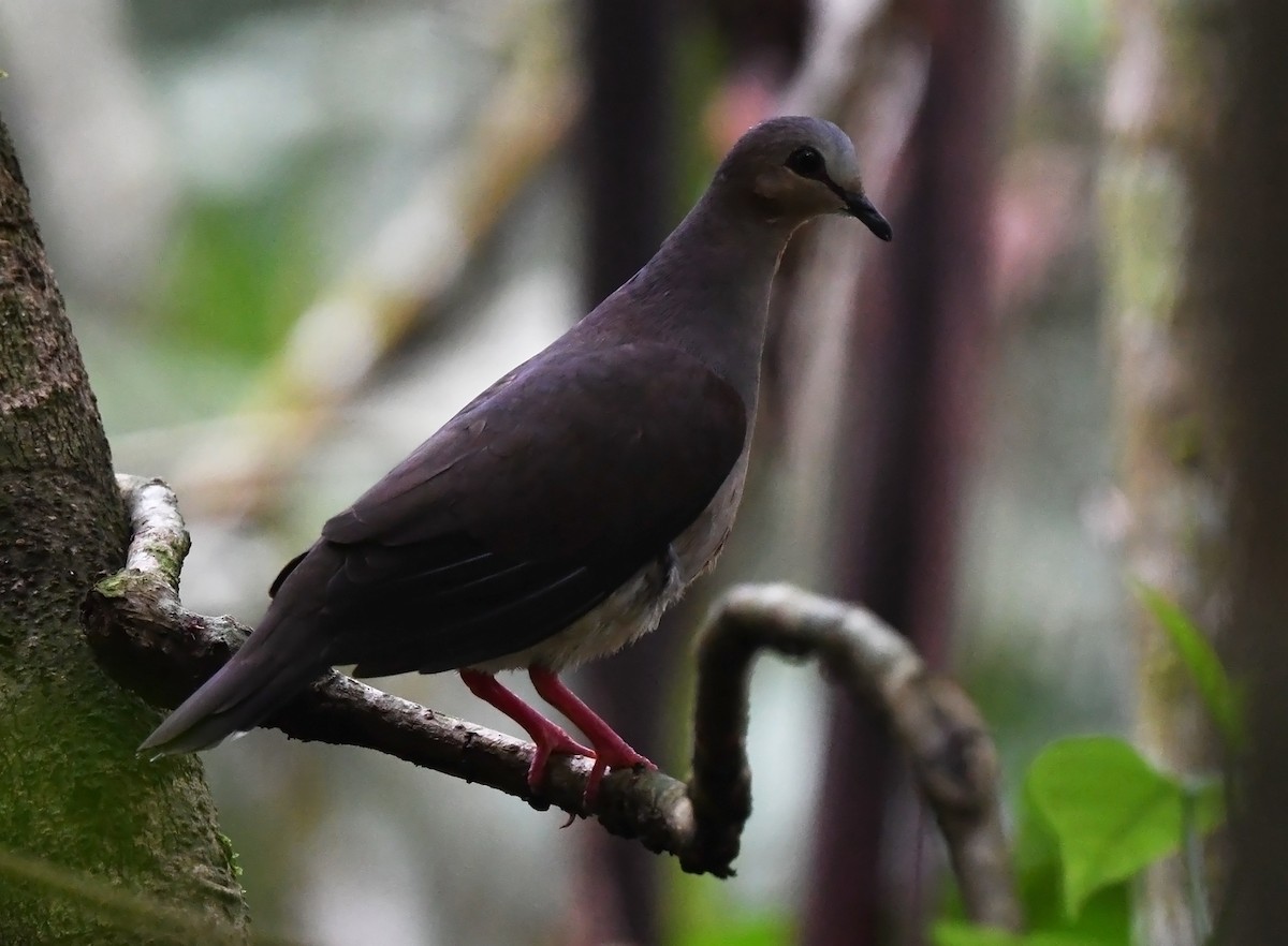 Gray-fronted Dove - ML615590865