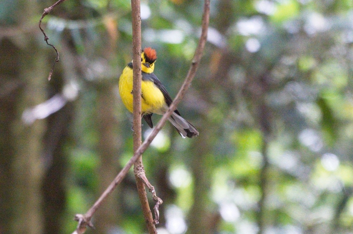 Collared Redstart - ML615590868