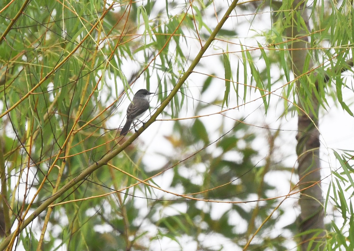 River Tyrannulet - ML615590875