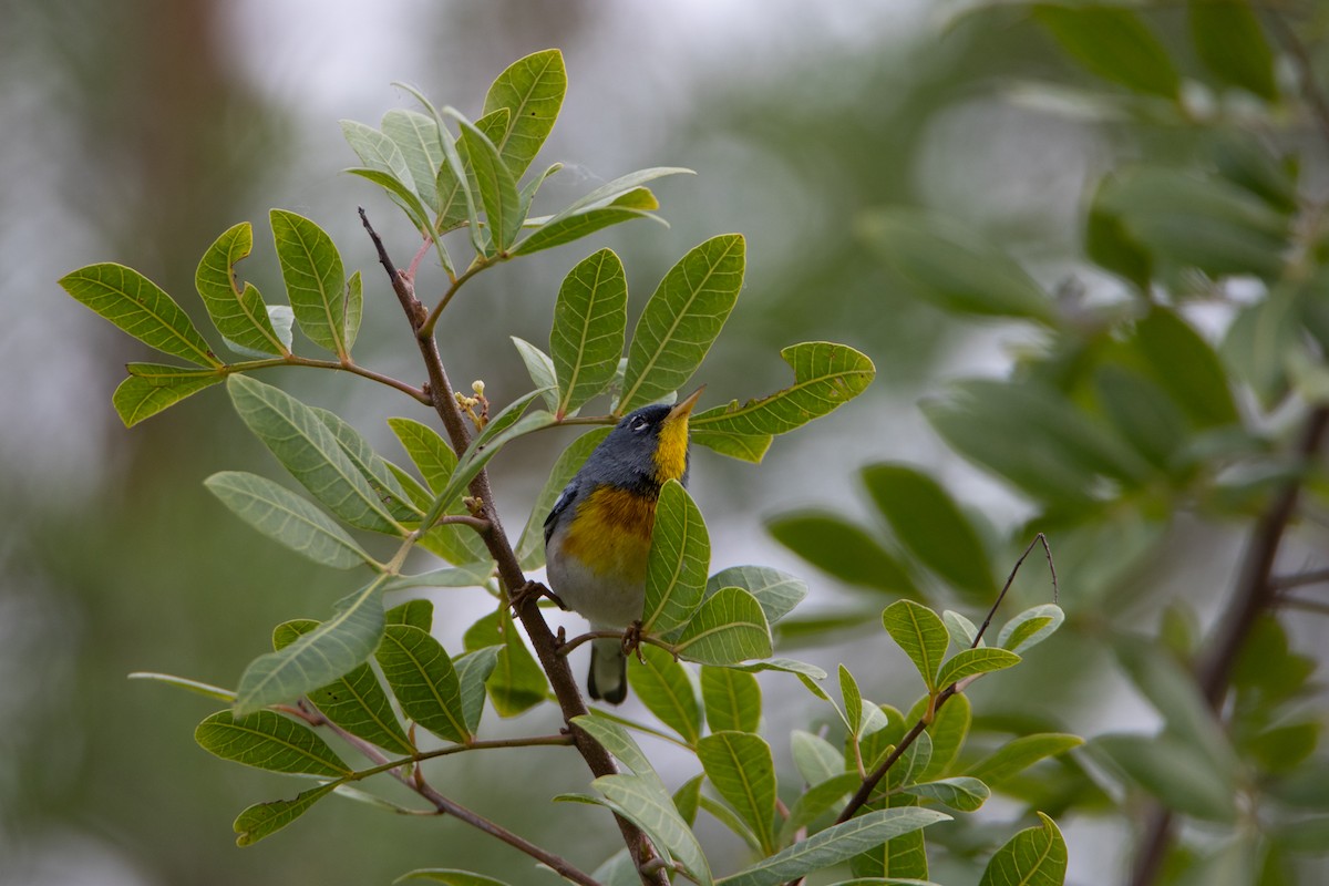 Northern Parula - ML615590945