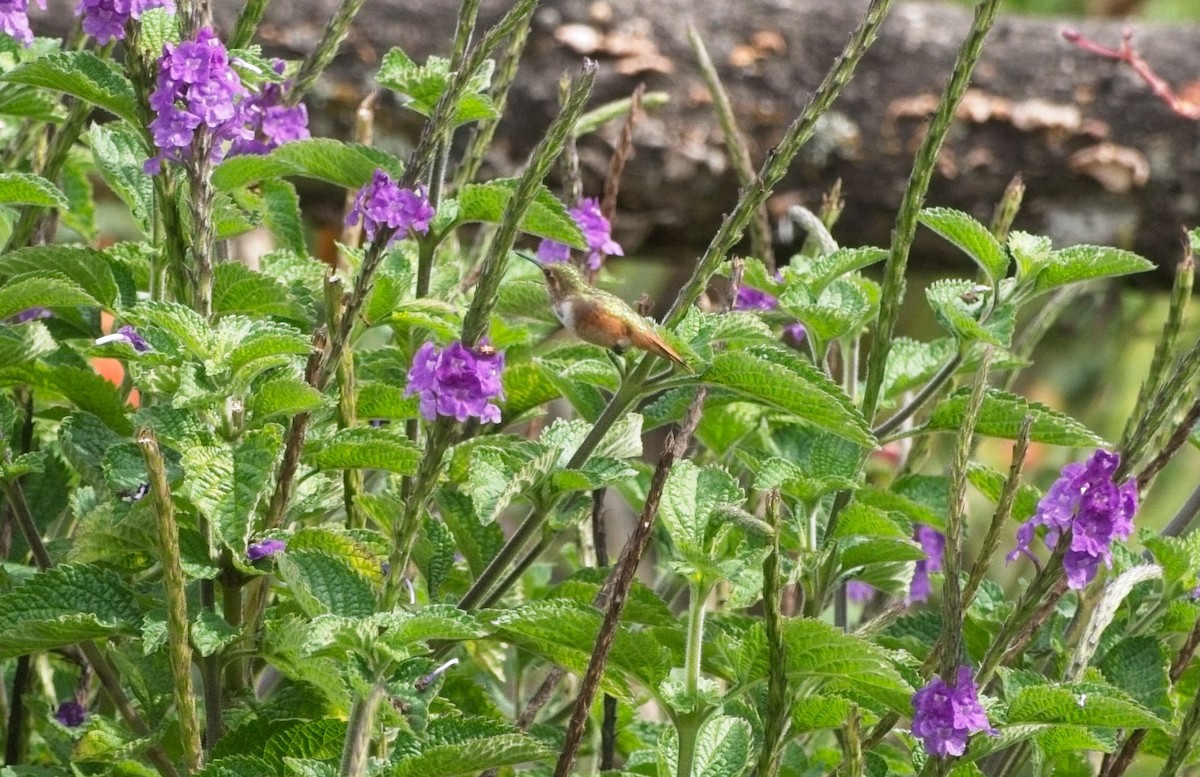 Scintillant Hummingbird - ML615590946