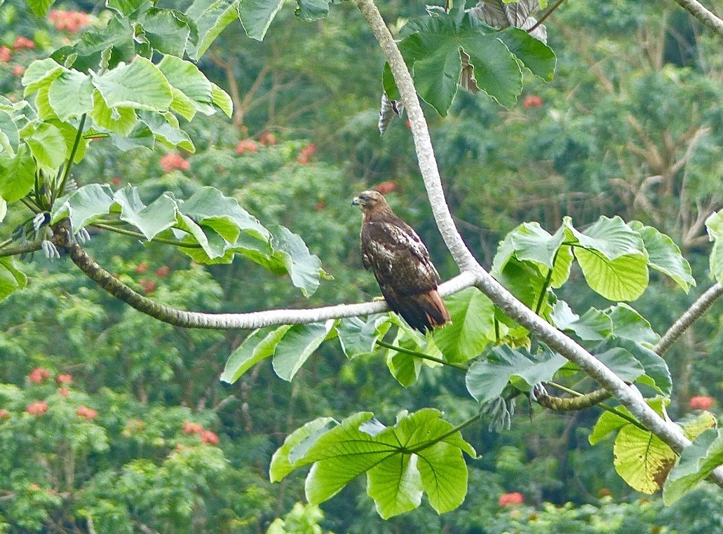 Red-tailed Hawk (jamaicensis) - ML615590964