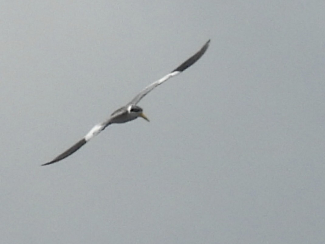 Large-billed Tern - ML615590971