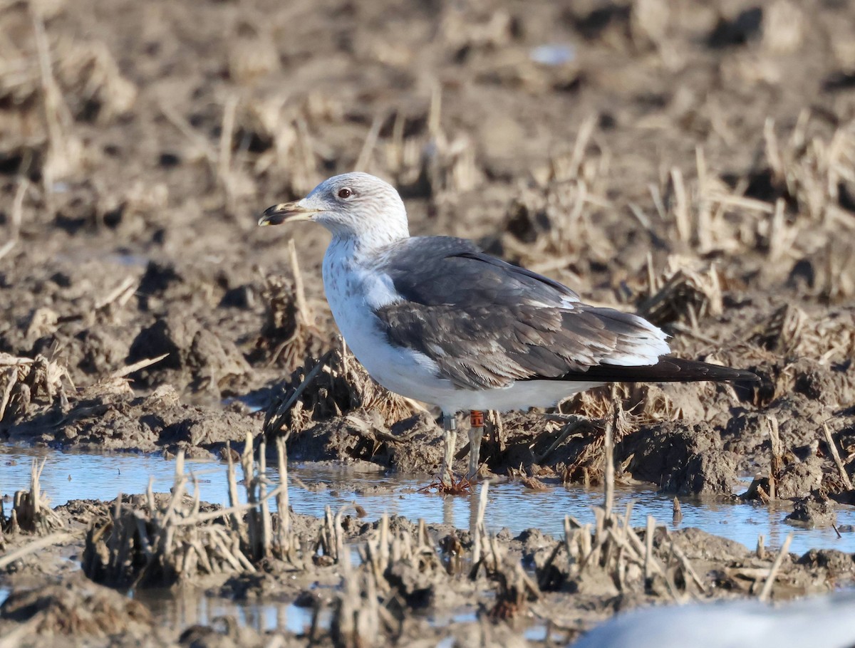 Lesser Black-backed Gull - Jesus Carrion Piquer