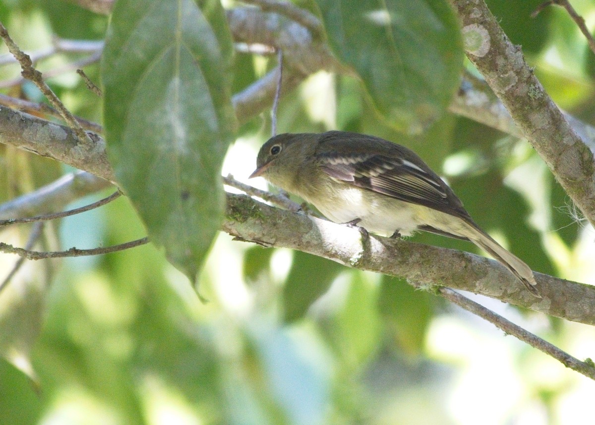 Mountain Elaenia - ML615591009