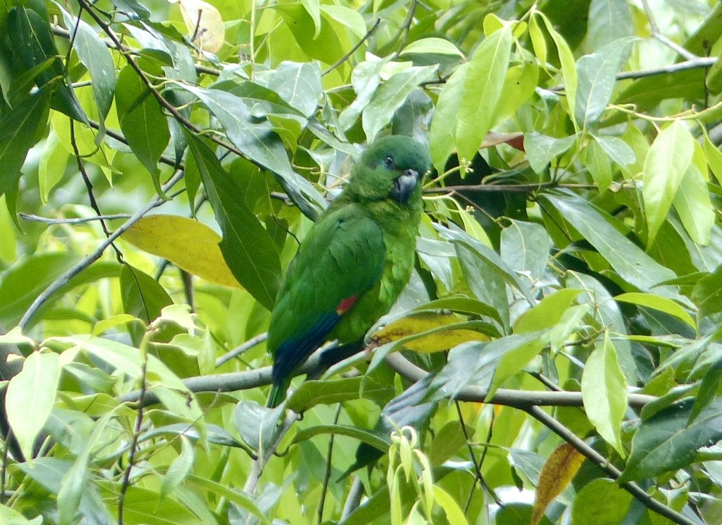 Black-billed Parrot - ML615591010