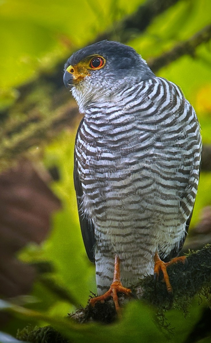 Tiny Hawk - ML615591011