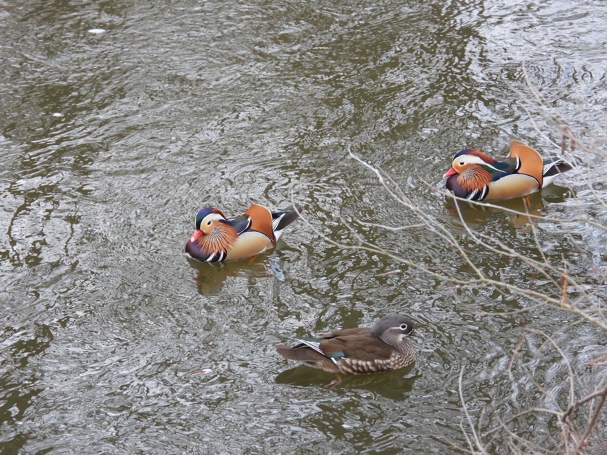 Mandarin Duck - ML615591057