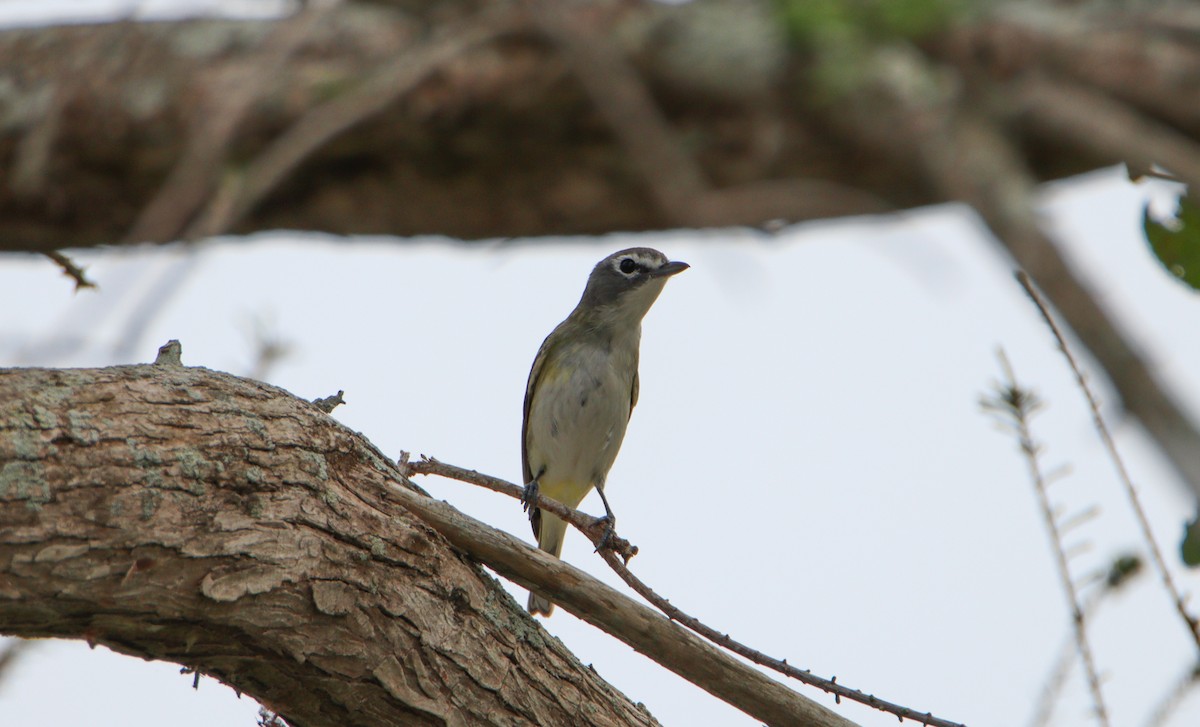 Mavi Başlı Vireo - ML615591107