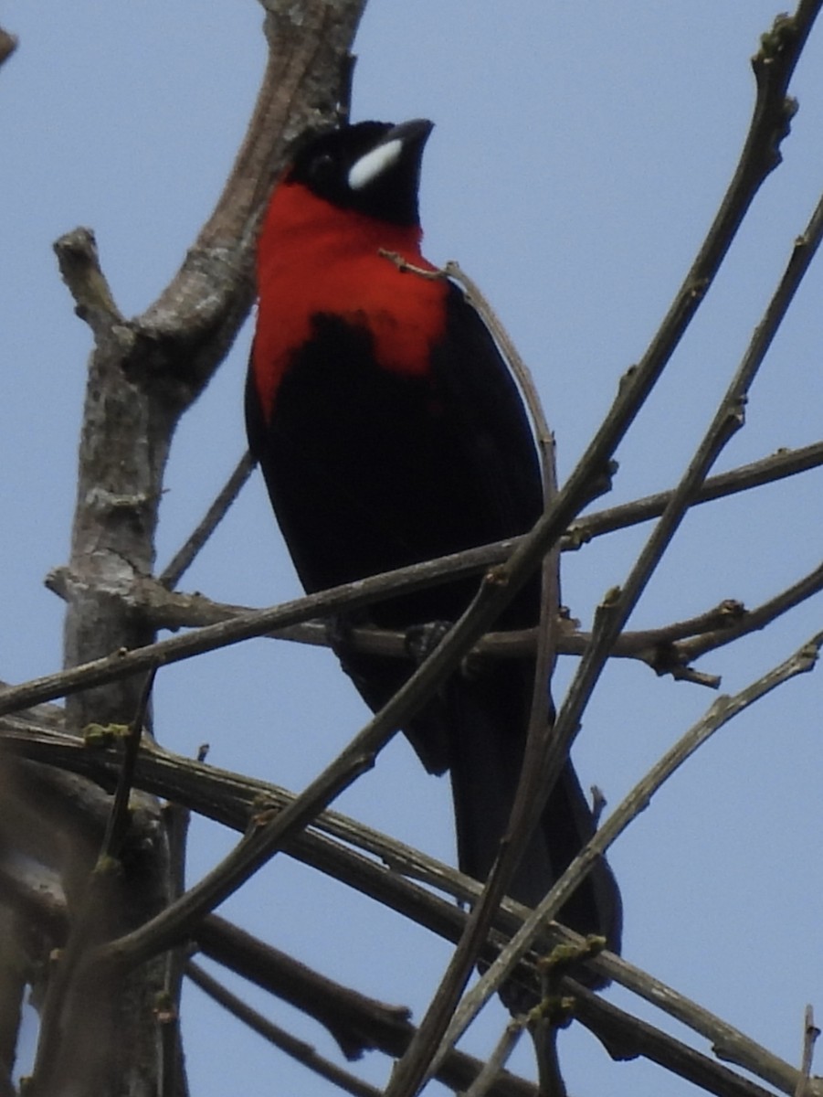 Masked Crimson Tanager - ML615591121