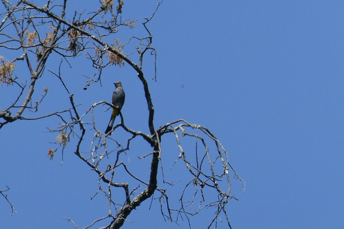 Gray Silky-flycatcher - Taylor Yarborough