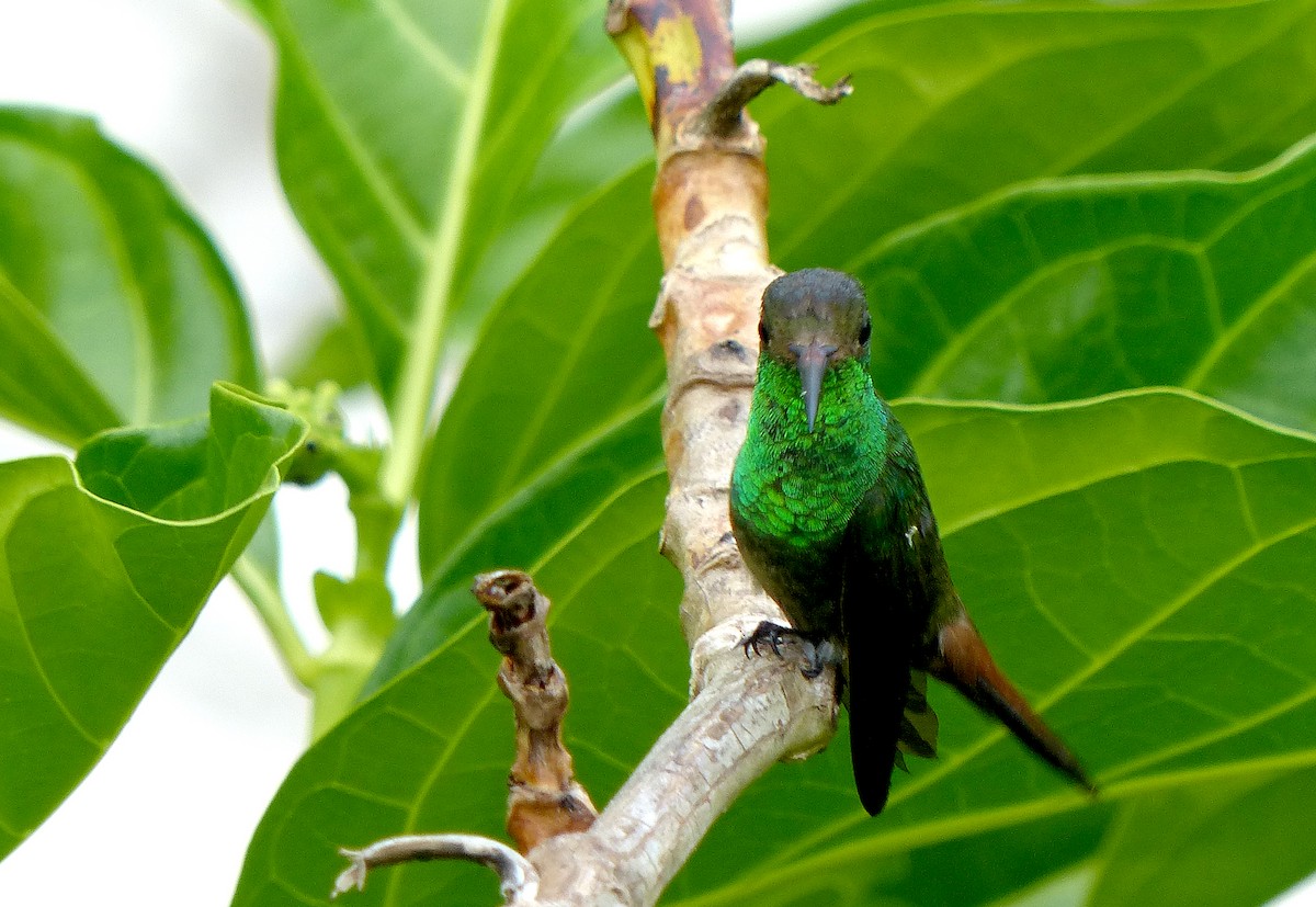 Rufous-tailed Hummingbird - Garvin Filbert