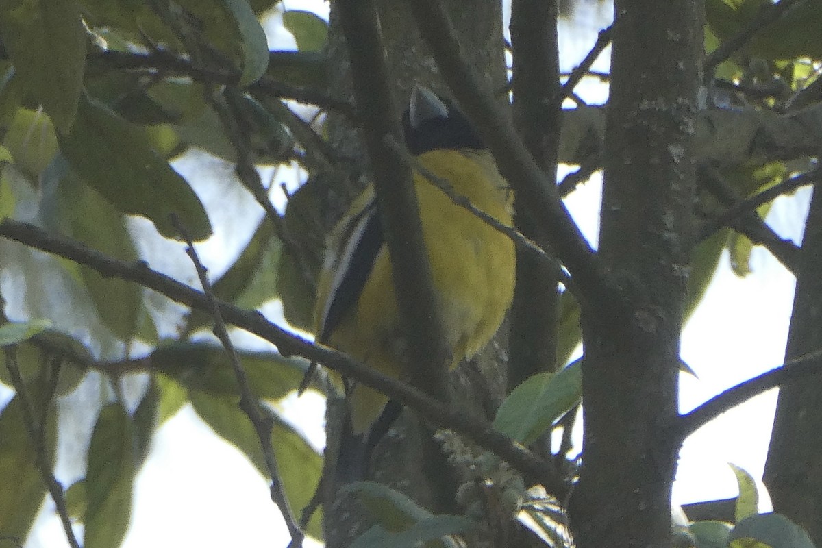 Hooded Grosbeak - ML615591350