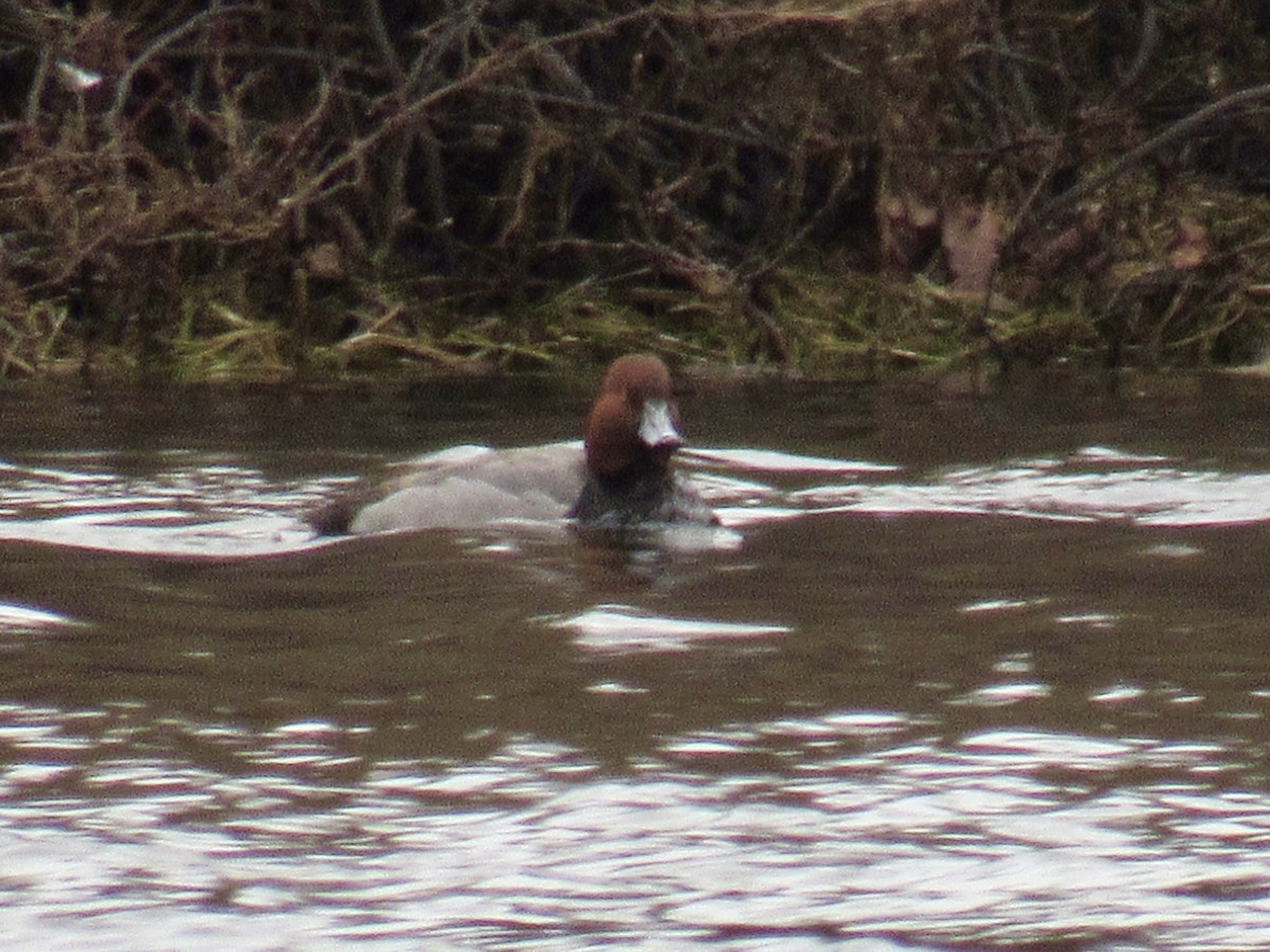 Redhead - ML615591377