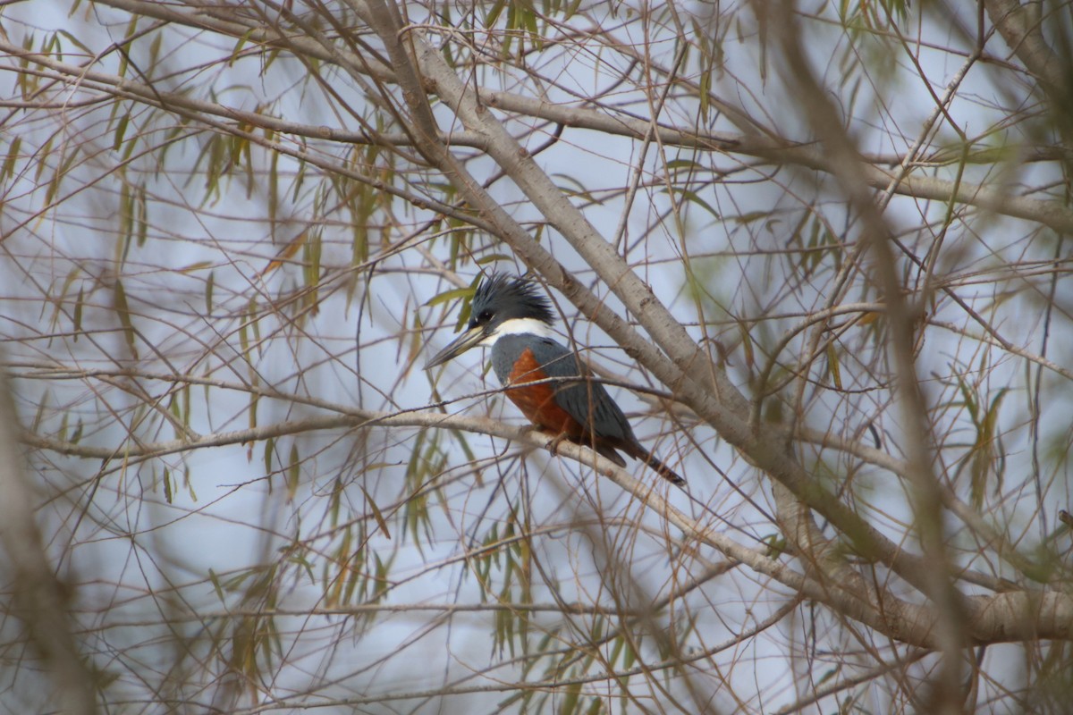 Ringed Kingfisher - ML615591398